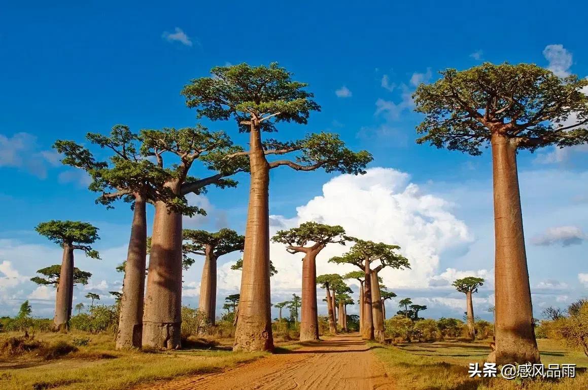 九十九朵美丽的国花送给你