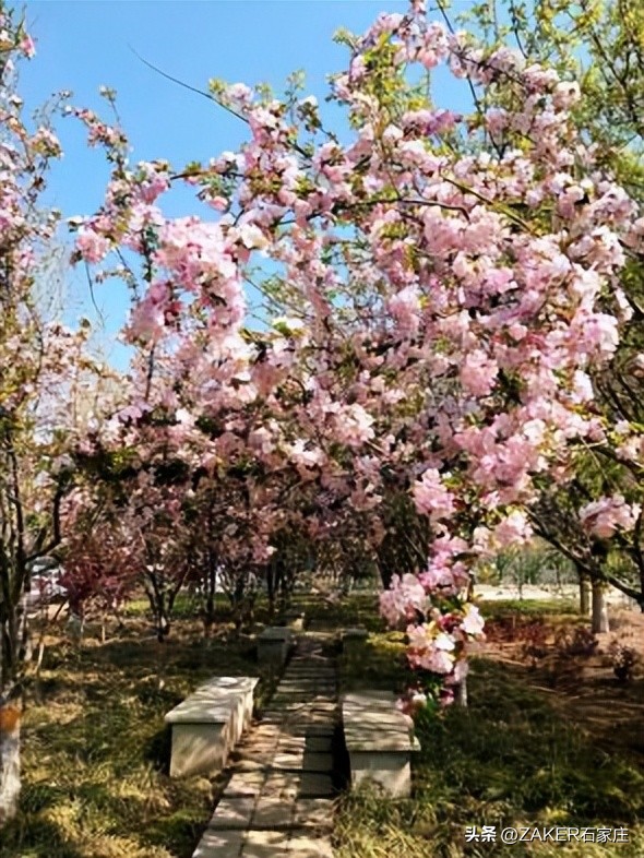 石家庄早新闻,早新闻完整内容