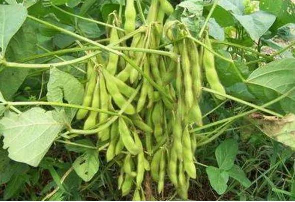 关于转基因食品安全性的心得体会,转基因食品安全性评价的基本原则