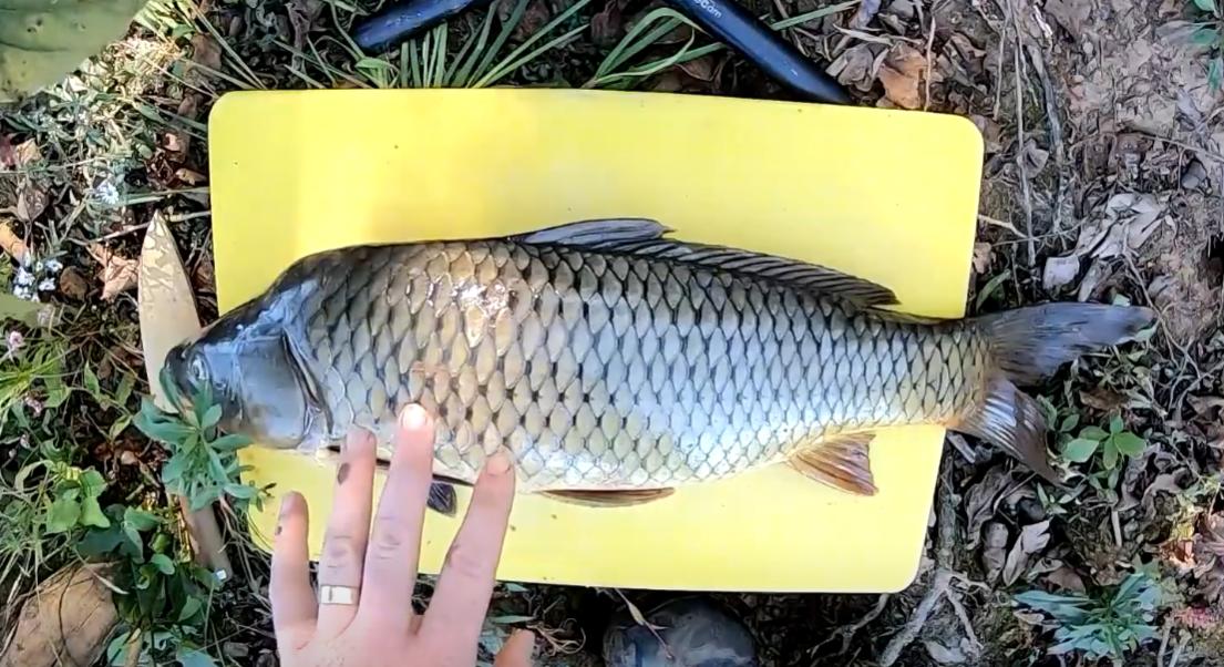 为什么黄河鲤鱼不能吃,黄河鲤鱼为啥出名