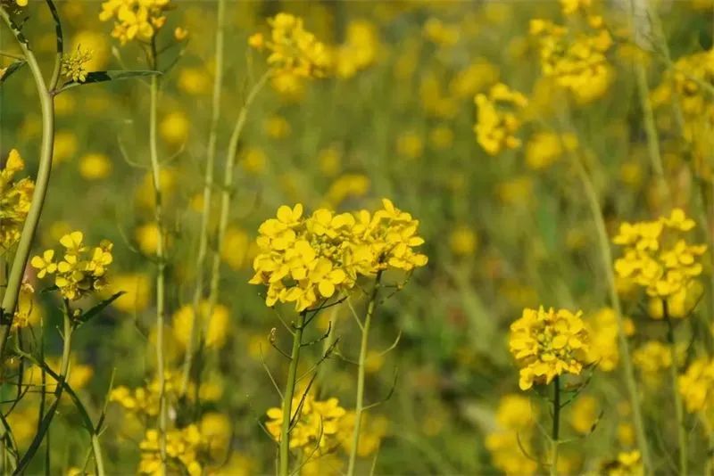 赏花来这里这是云南的专属浪漫,五月来昆明遇见紫色花海