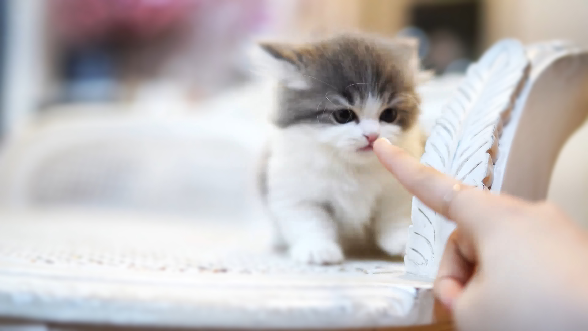 养土猫和宠物猫的区别,土猫可以当宠物猫养吗