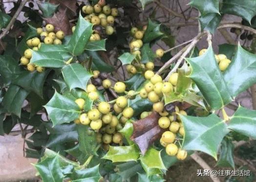 人称“蛇不爬”，蛇见“它”就跑，夏天可用治痱子，遇见别错过