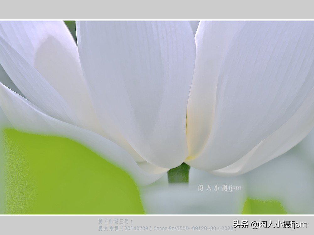 把荷花拍高级的摄影技巧,摄影荷花的拍摄技巧