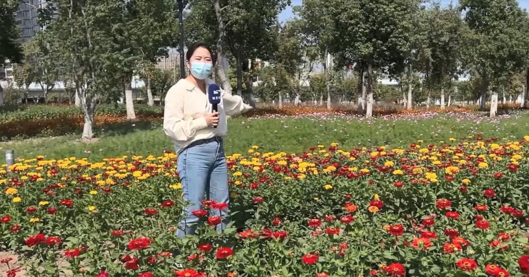 武汉随处而见的花海美景,武汉金黄花海