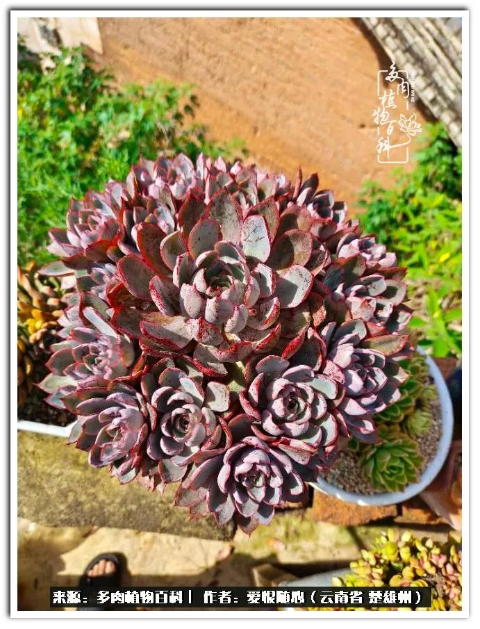 用心种好每一棵多肉,没有什么是浑然天成的