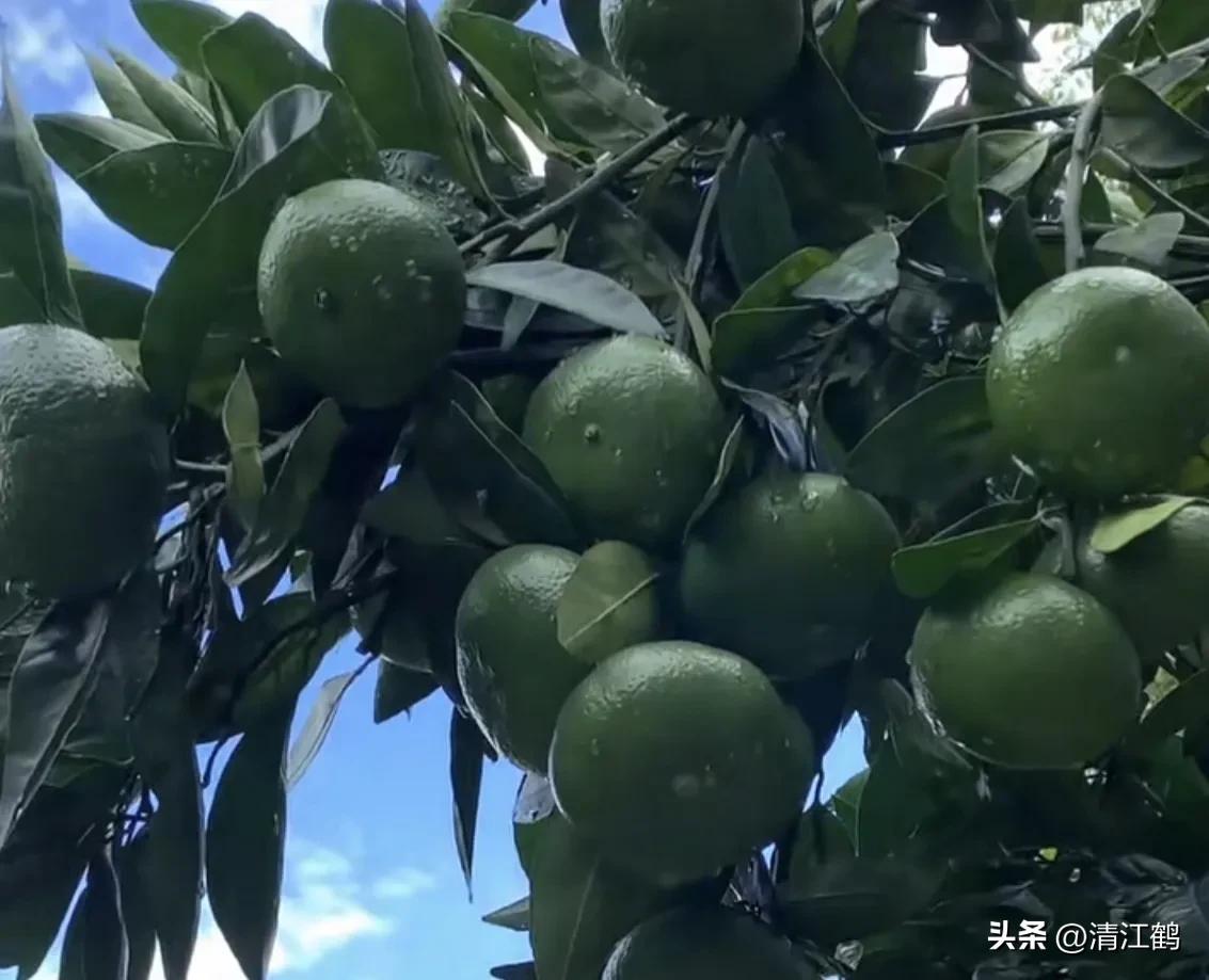 如何防柑橘成熟期低温落果,柑橘返青后怎样脱青