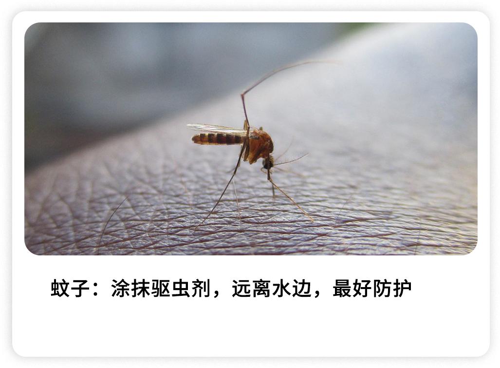 被哪种虫子咬了有个小孔,被什么昆虫咬了刺痛