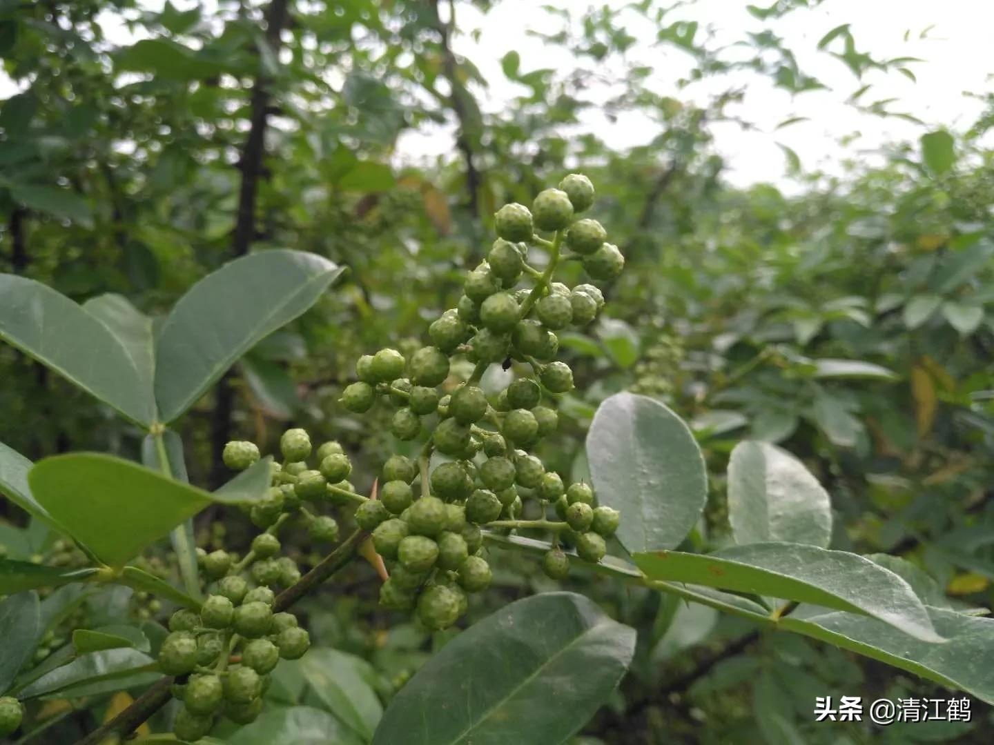 花椒树的种子有哪几种种植方法,花椒树种子直接种入土中种植方法