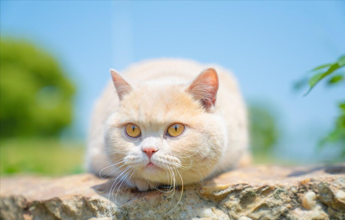 哪种猫比较温顺又好养,哪种猫最温柔最听话又好养