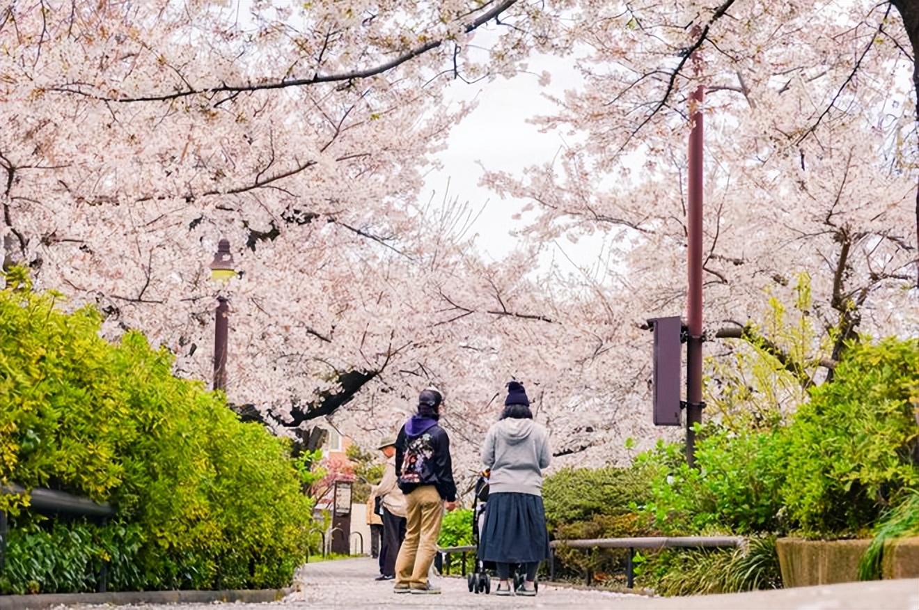 2023日本樱花观赏时间表,日本樱花什么时候观赏最好