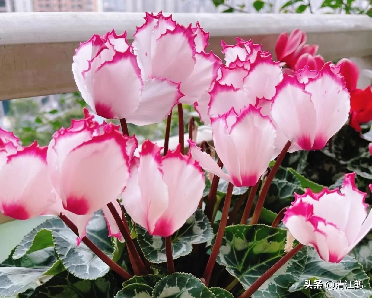 仙客来腐烂的挽救办法,仙客来病了怎么救活