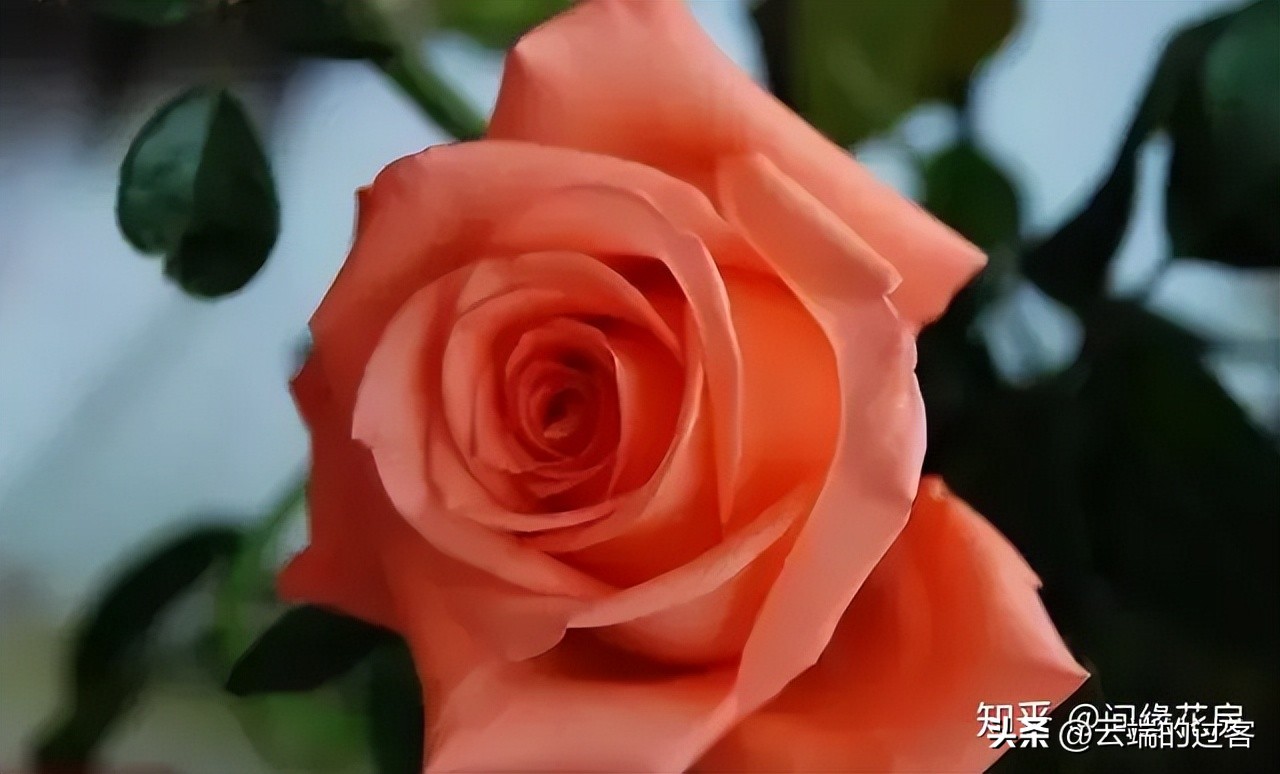 1到99朵玫瑰的含义图片,1到99朵玫瑰花语是什么