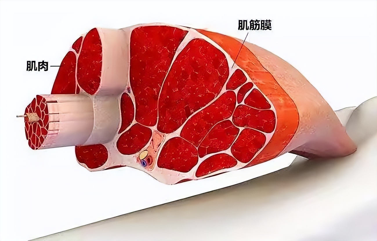 筋膜枪哪家更好？筋膜枪专业真实测评：有品miniVS云麦CC二选一