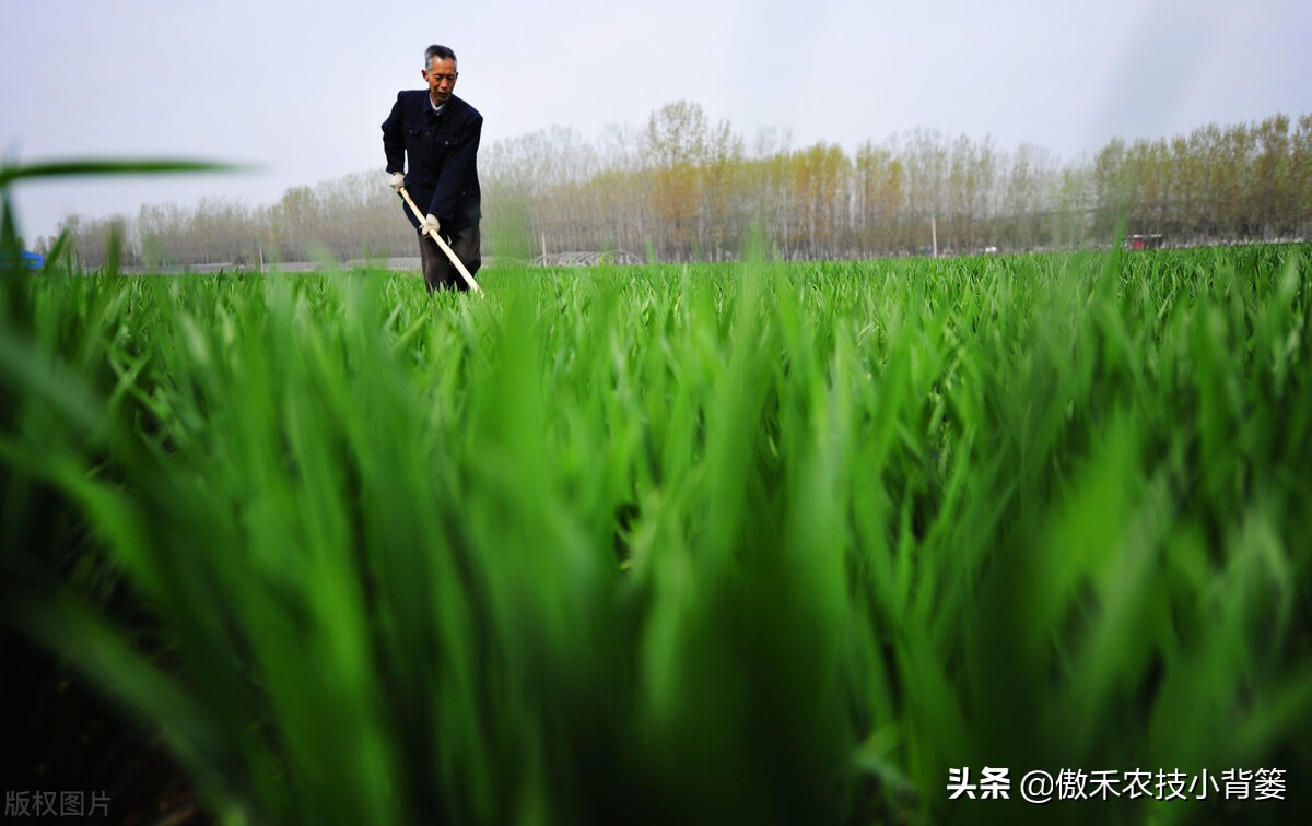 小麦春季苗黄苗弱苗怎么补救,小麦黄苗死苗什么原因怎么补救