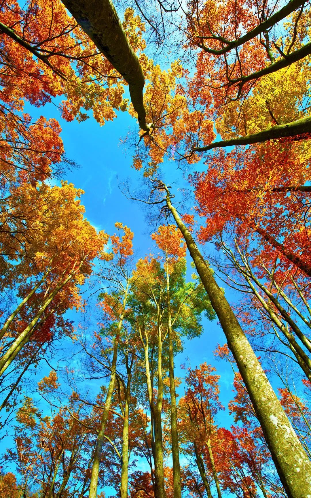 四川光雾山风景视频,光雾山旅游景区