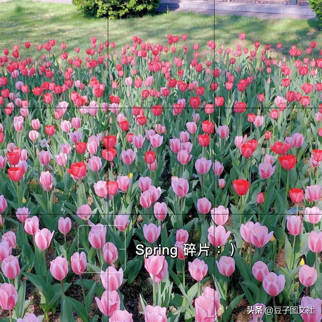 郁金香的花貌和郁金香的花语,各种颜色郁金香的花语是什么