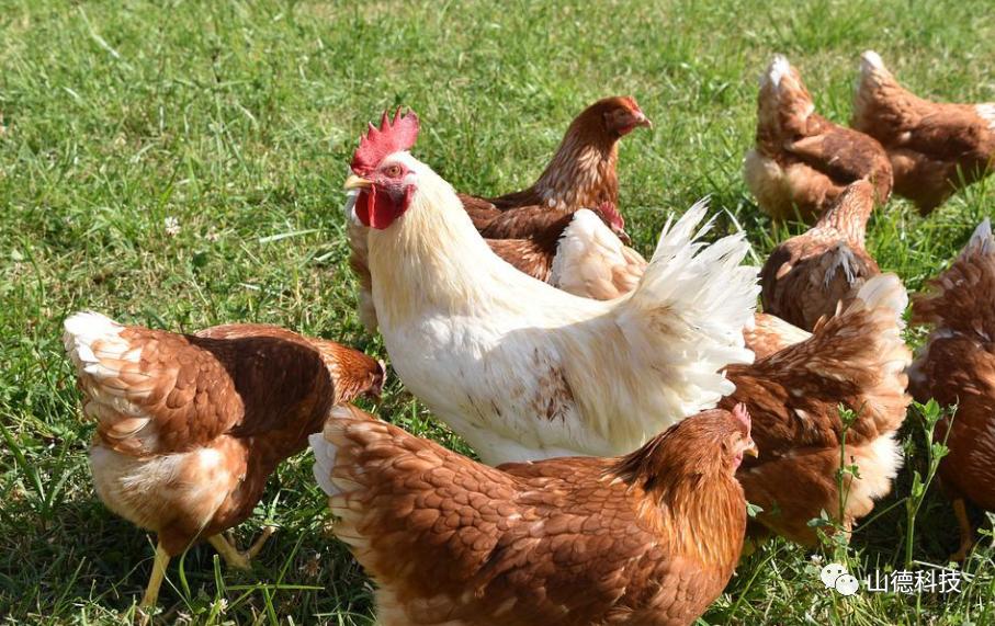 养殖场如何利用粪便生产有机肥,养殖场粪便处理设备有机肥