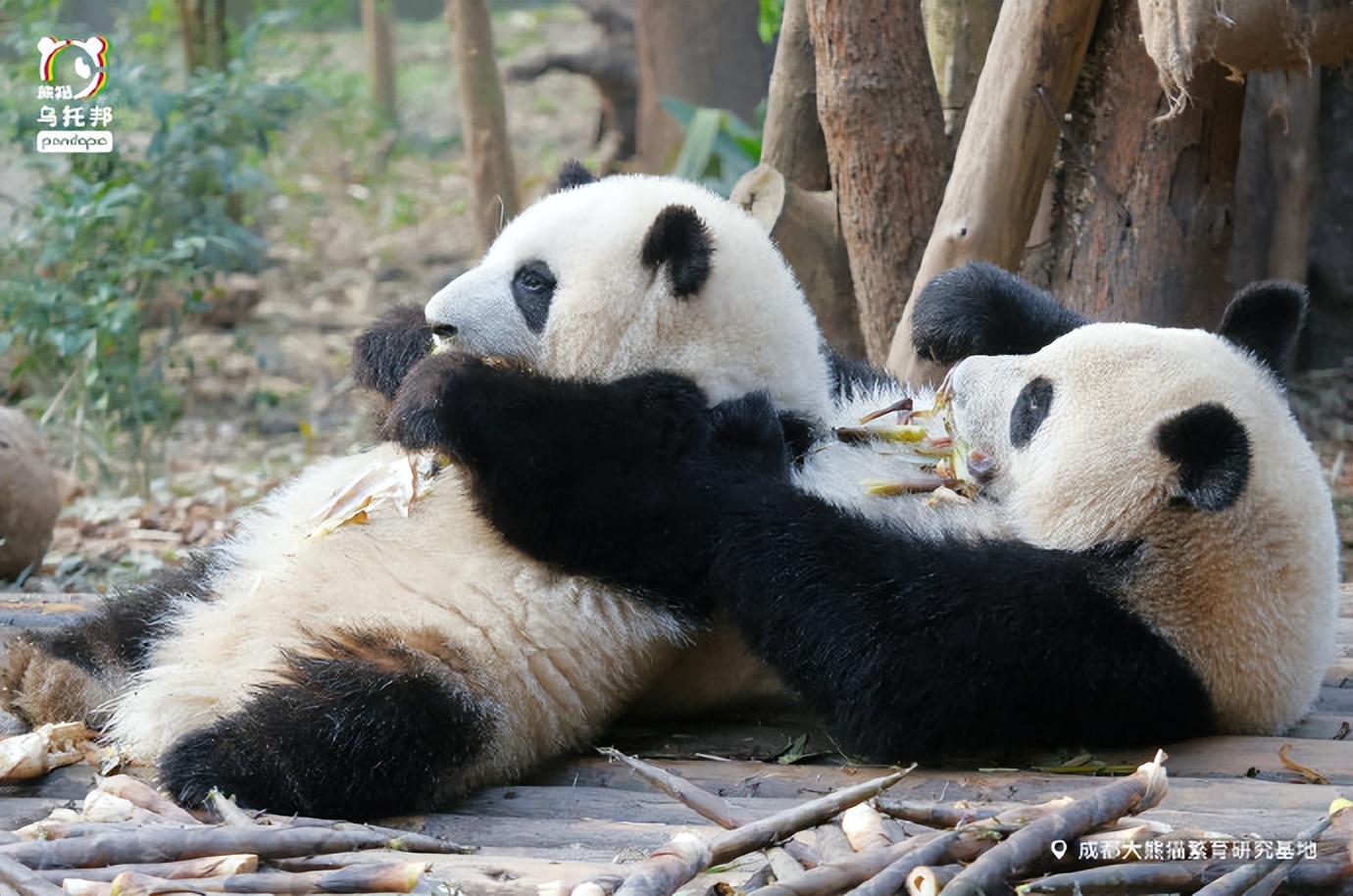花花：接住谭爷爷给的小苹果，仿佛接住了整个世界。