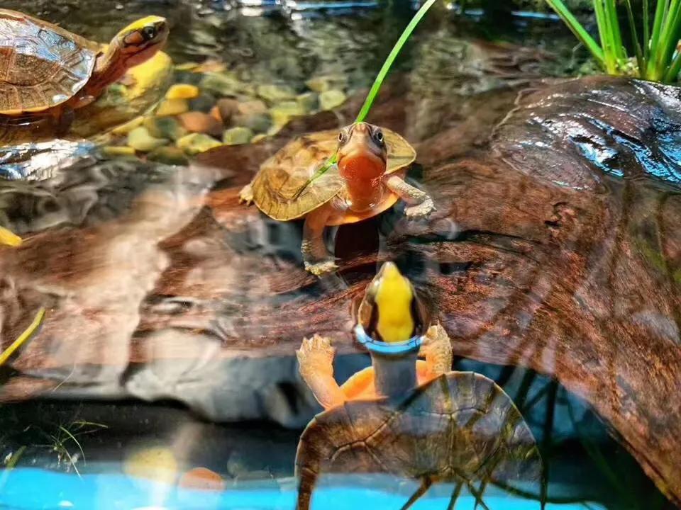 金钱龟饲养水里加盐吗,养金钱龟要放多少水