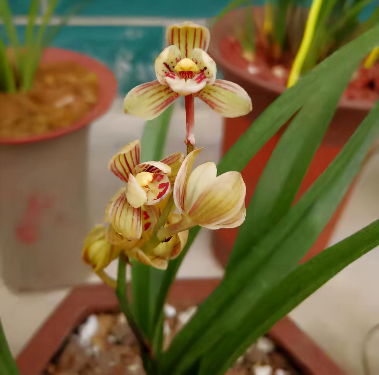 建兰君子兰品种图片大全,建兰素色兰花品种大全集