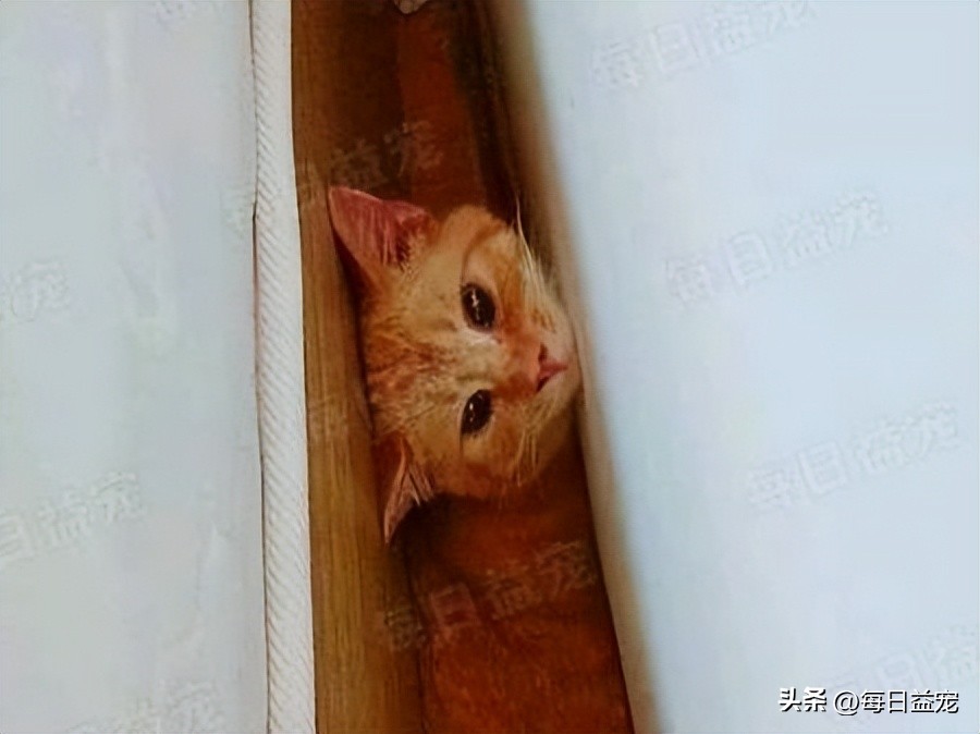 买猫被忽悠高价买了猫粮,网上买猫被骗猫咪回来不吃不喝