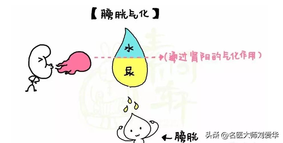 千古利水第一名方五苓散,五苓汤治水肿