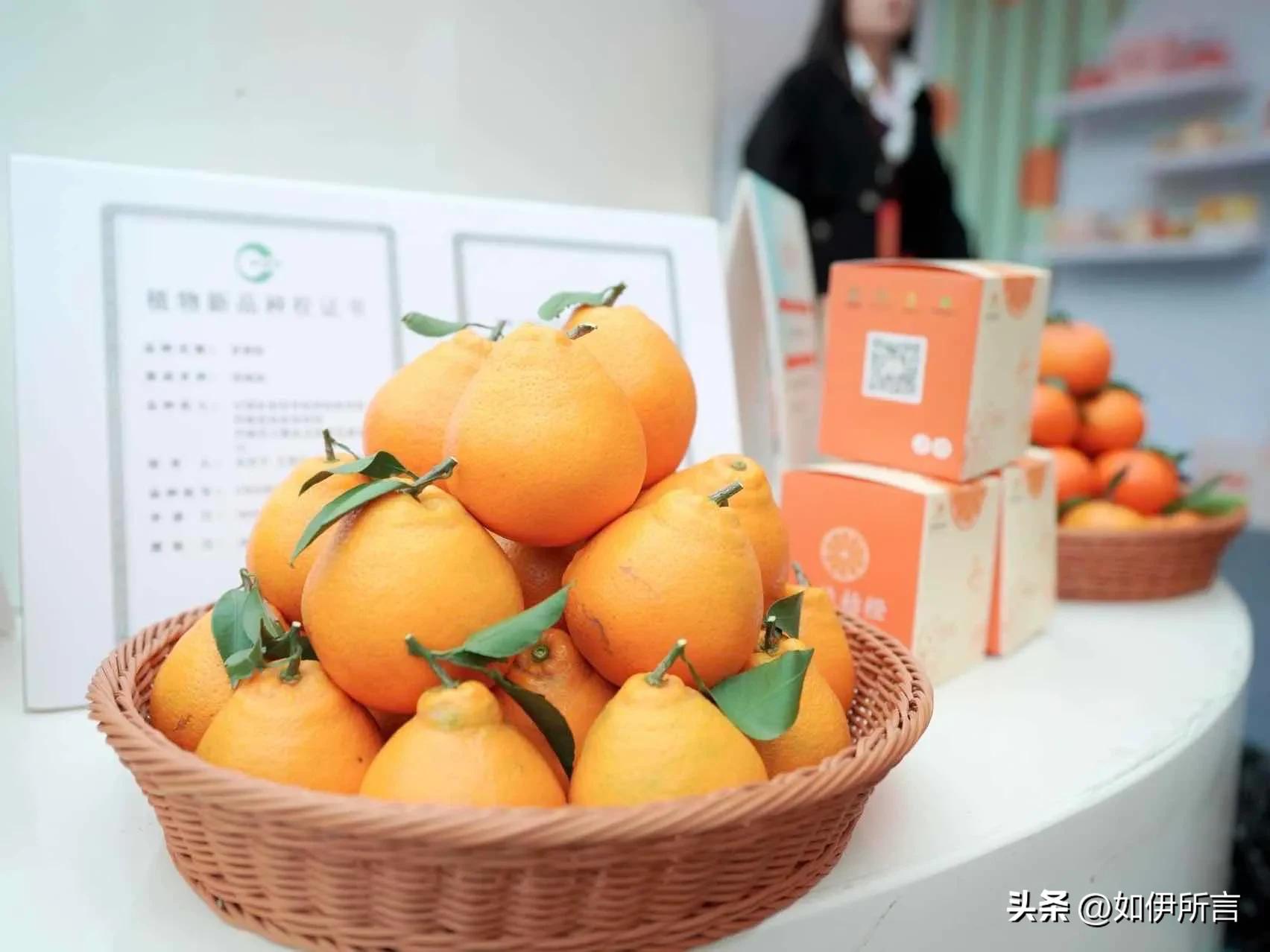 从白领到果二代，依托晚熟优势，回家创业打响丹棱桔橙招牌