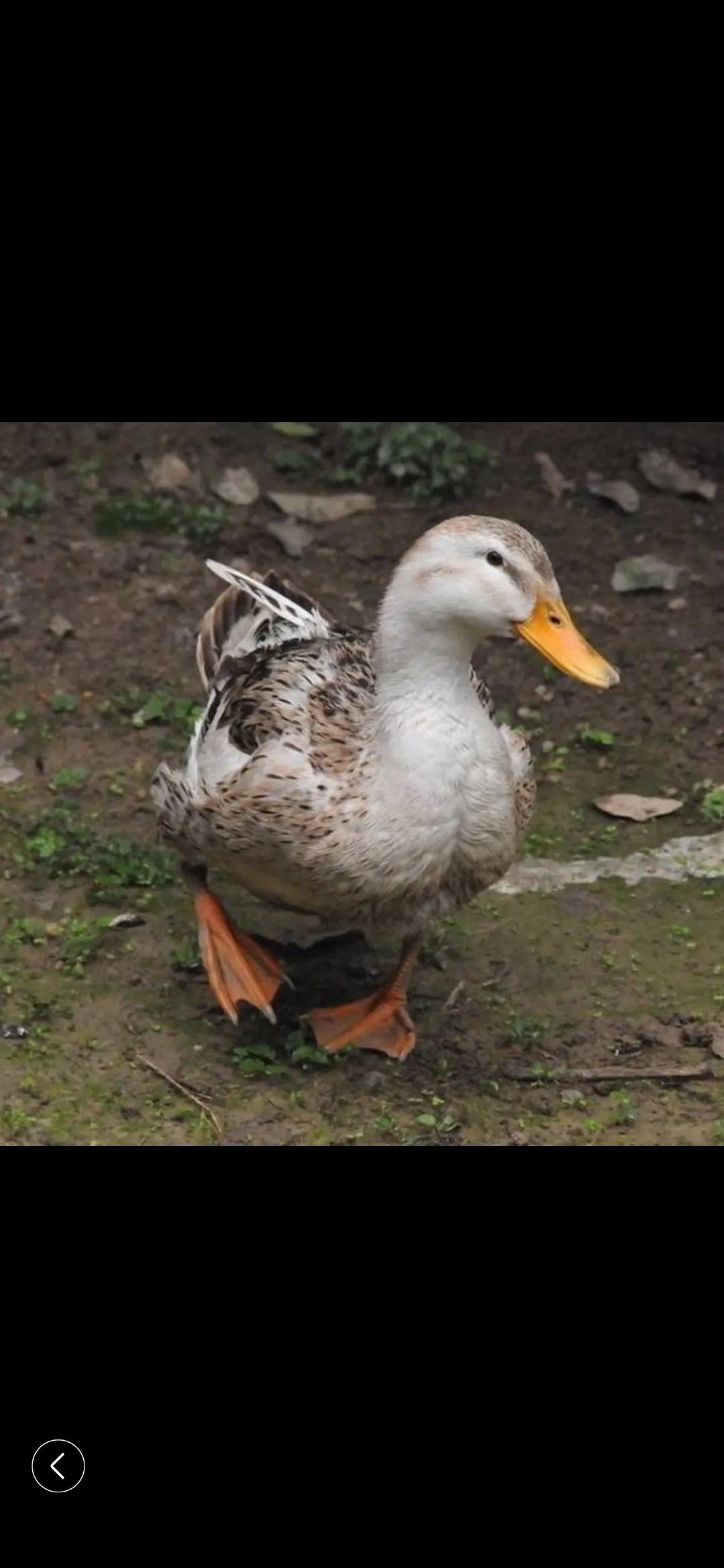 小猴子学艺,小猴子学什么才艺好