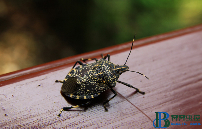消灭臭虫最好的方法真的,消灭臭虫小妙招