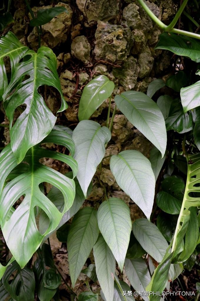 麒麟尾的猫咪是什么样的品种,麒麟尾花卉品种