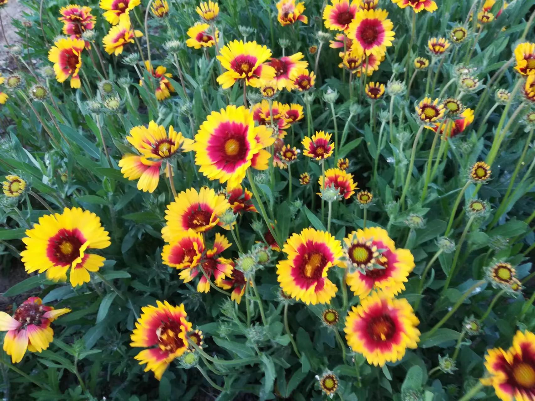 “嫂子，你是在窥探我家隐私”女儿留学想寄住姑姑家，小姑发火了