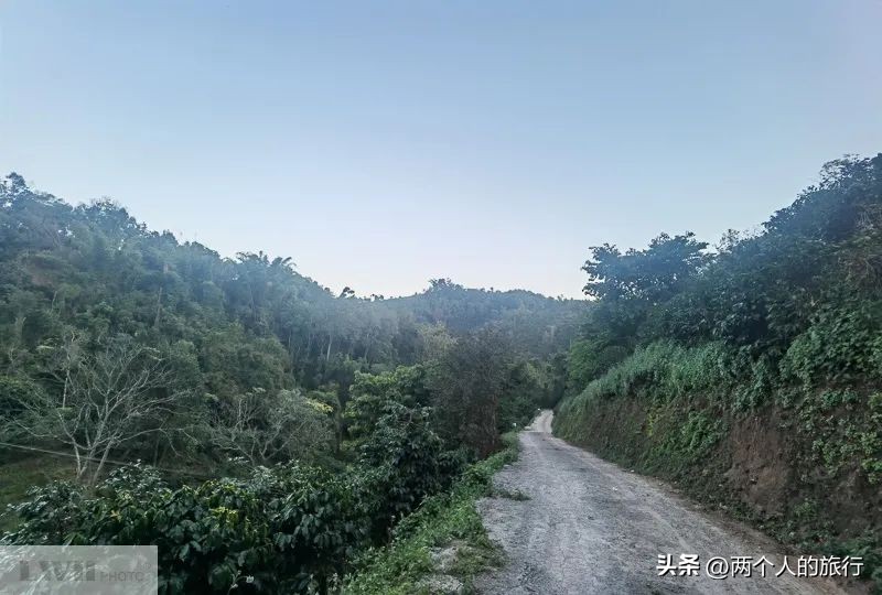 从普洱茶到古树茶的感悟,好喝普洱咖啡