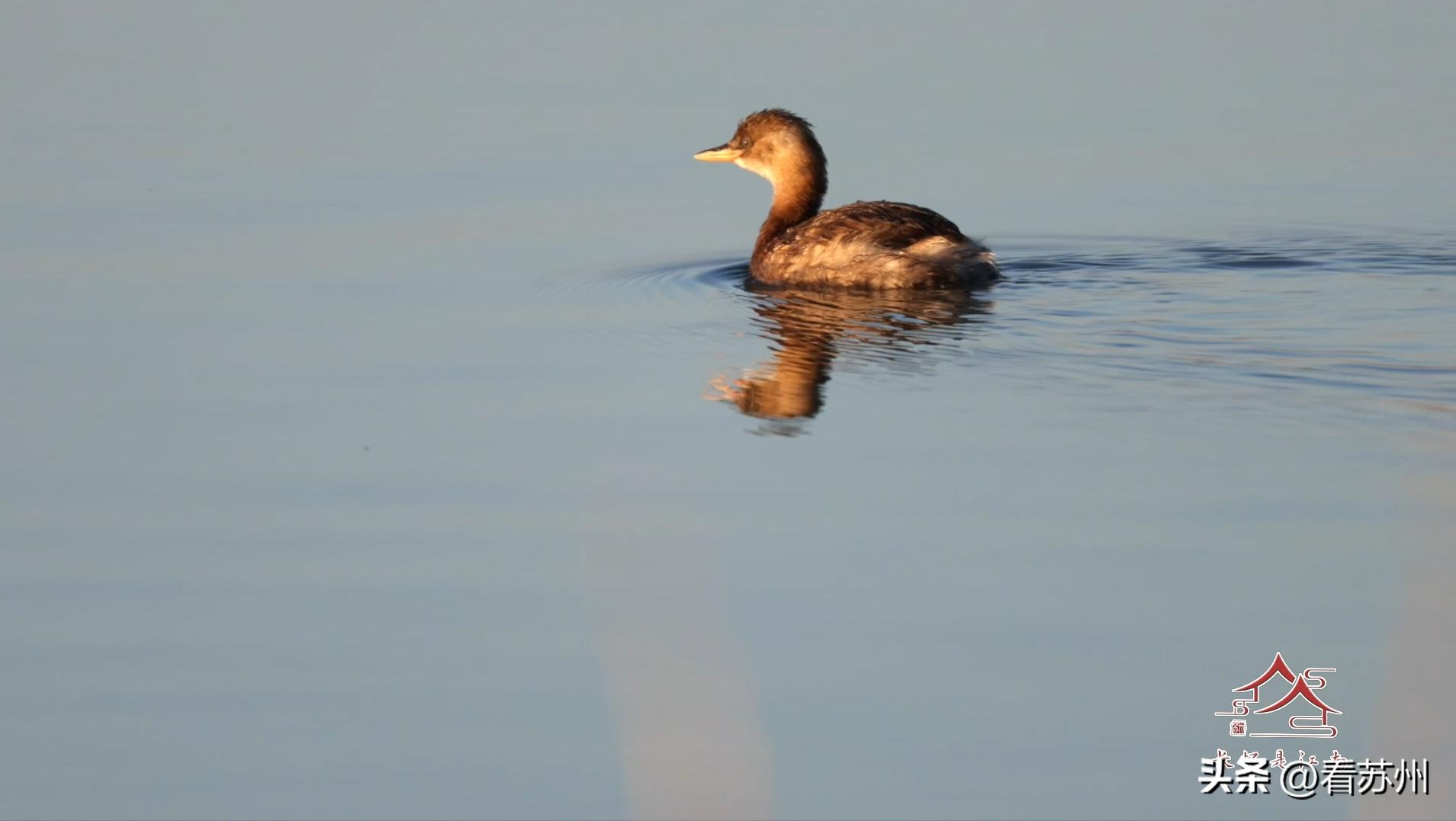 世界环境日，一起守护“地球之肾”！