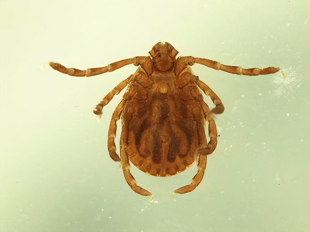 防蚊虫防蜱虫,夏天如何防治蚊虫和蠓虫