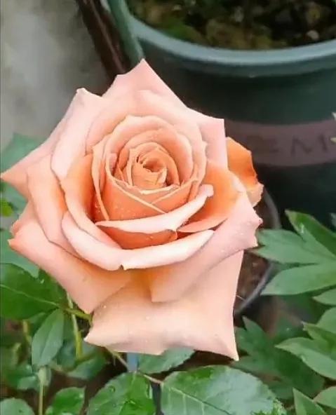 常见切花月季一览（45）