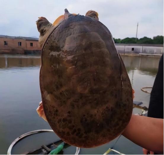 珍珠鳖在美国泛滥了吗,美国珍珠鳖对生态危害