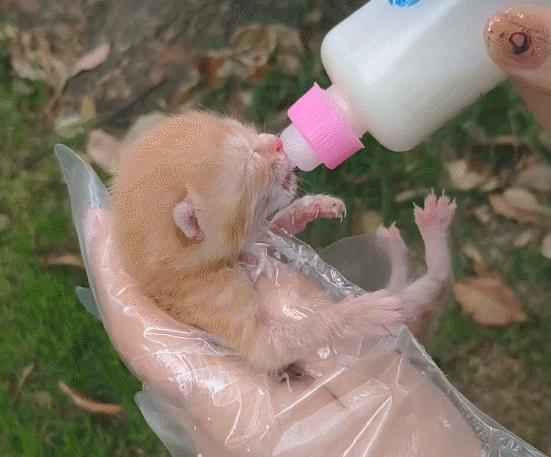 绑架小奶猫整蛊,绑架小奶猫