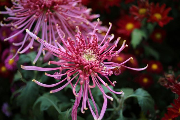 12星座都代表什么花什么季节开放,十二星座幸运花是什么花