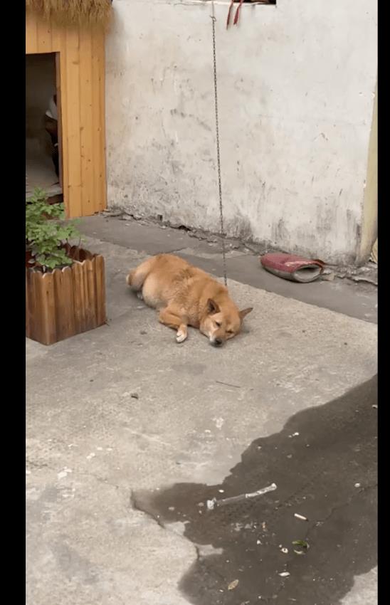 被拴了13年的看门犬，带它感受一天被爱的经历，从此眼里有光了！