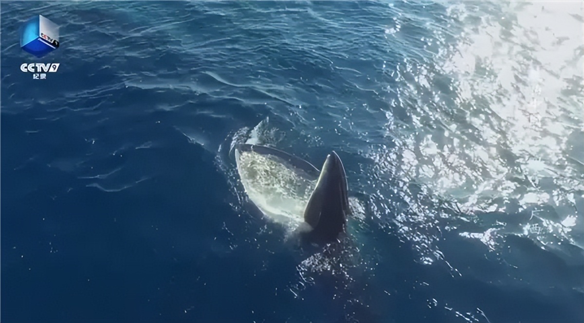 最强干饭人！鲸鱼张开嘴，鱼群就会往嘴里“钻”
