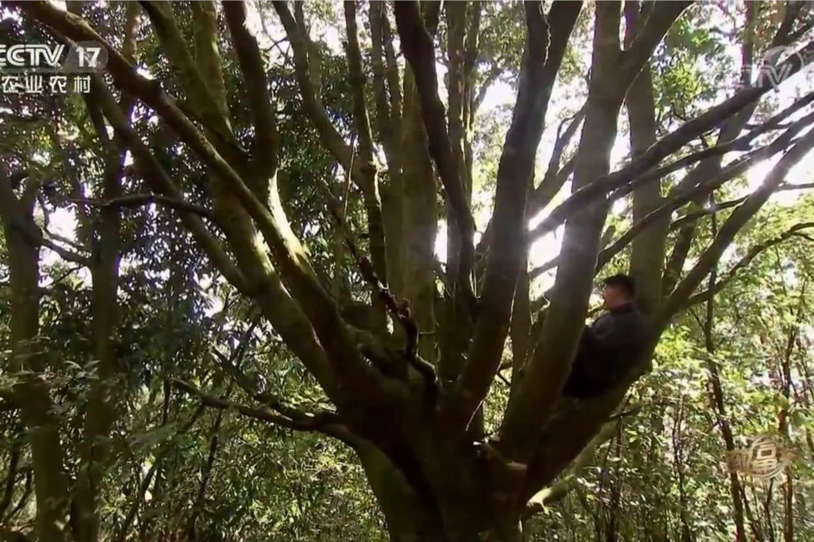 男子承包900亩荒山创业,小伙承包500亩地种特产如今暴富