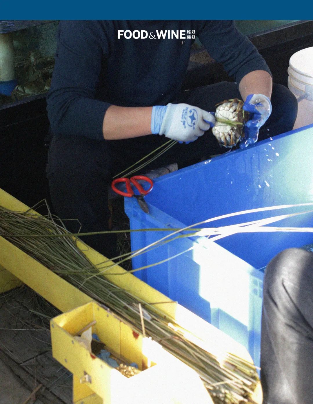 高邮湖螃蟹和洪泽湖螃蟹,阳澄湖高邮湖螃蟹哪个好