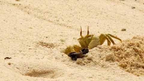 跑得最快的螃蟹怎么养,抓跑得最快的螃蟹