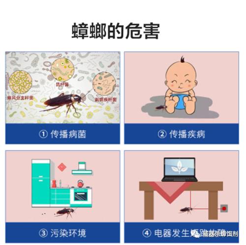 买什么样的蟑螂药效果比较好,如何选择蟑螂药呢