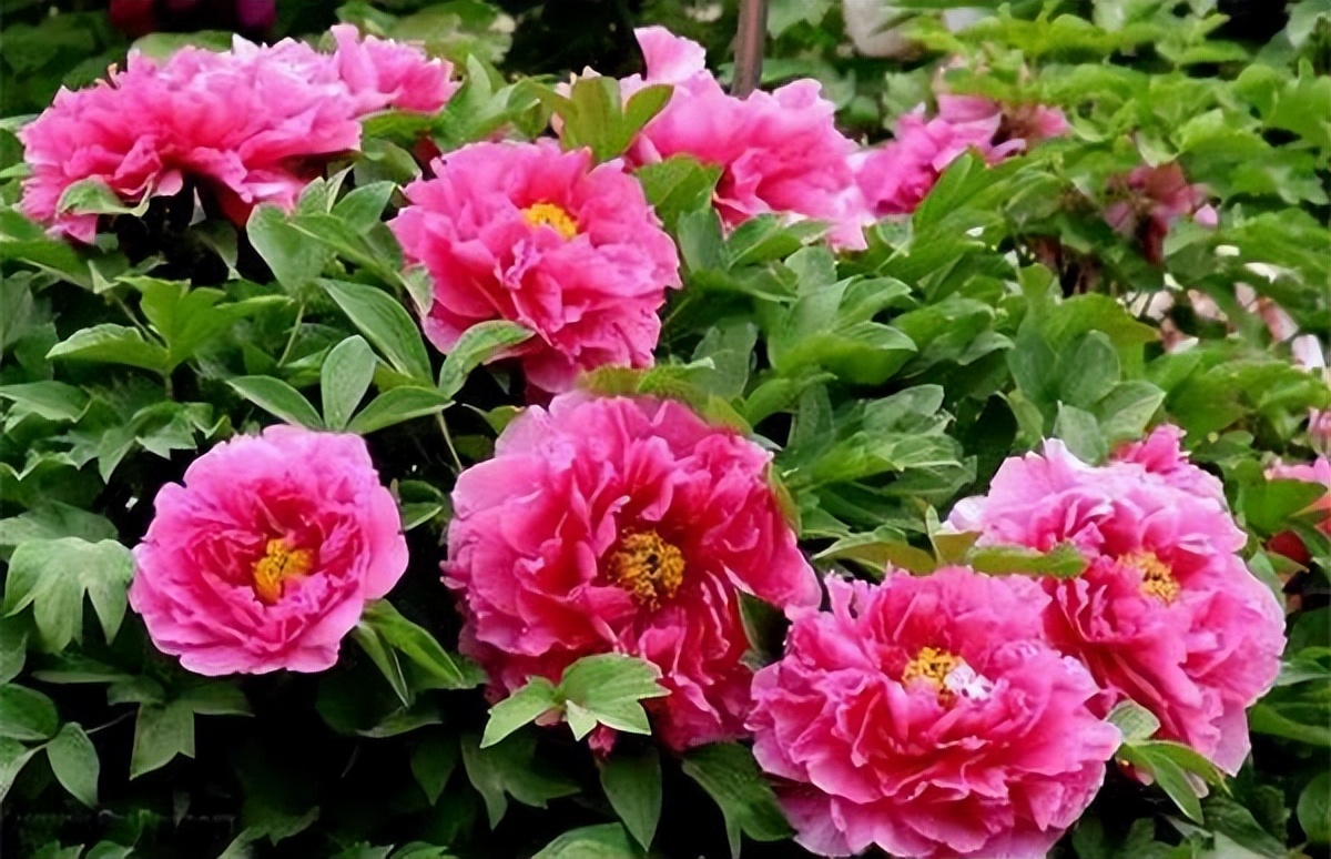 代表富贵吉祥的花草,有寓意的花草名