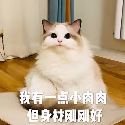 身体虚胖肉松怎样调理,肉松虚胖怎么锻炼