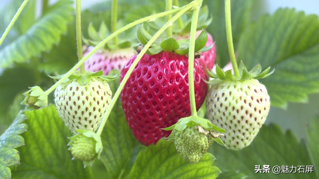 周末打卡地|去看“管道树”上的草莓and去摘冬日的第一颗草莓