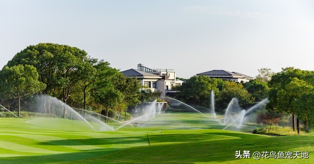 新种草皮的维护,新铺设草皮怎么养护
