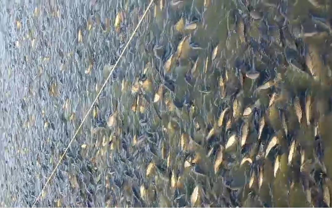 水产养殖什么鱼最赚钱？这篇文章来告诉你，创造高效益的关键